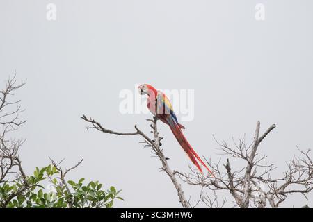 Hellrote Ara - Ara macao Stockfoto
