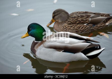 Wilde Enten schwimmen in einem Teich. Eine Ente ist grün und gelb, die andere braun und weiß. Stockfoto