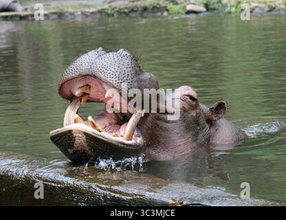 Ein Flusspferd mit weit geöffnetem Mund zeigt seine großen Zähne und Stoßzähne, während er teilweise in das Wassergehege des Zoos getaucht ist Stockfoto
