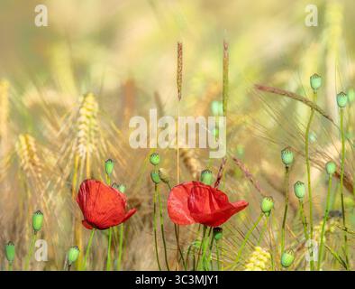 Rote Mohnblumen in einem Kornfeld - selektiven Fokus mit geringen Schärfentiefe Stockfoto