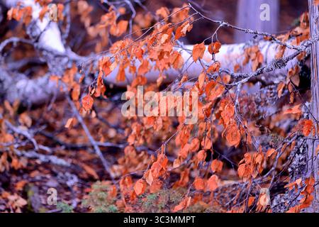 Leuchtende orangefarbene Blätter kaskadieren über einem moosigen Birkenholz und fangen die raue herbstliche Schönheit des Glacier National Park in Montana in atemberaubender Detailansicht ein. Stockfoto