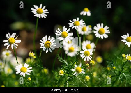 Ein heiteres Bild von zarten Kamillenblüten in voller Blüte, die sich im Sonnenlicht sonnen. Ihre weißen Blütenblätter und gelben Zentren schaffen ein friedliches und natürliches s Stockfoto