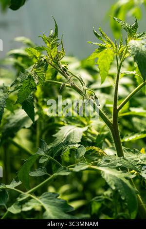 Eine lebendige junge Tomatenpflanze wächst gesund in einem Gewächshaus, das im Sonnenlicht getaucht ist. Die saftig grünen Blätter und der kräftige Stiel zeigen ein vielversprechendes A an Stockfoto