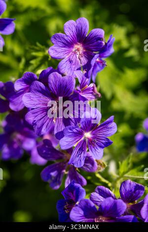 Nahaufnahme von leuchtend violetten wilden Geranenblüten in voller Blüte, die ihre komplexen Blütenblätter gegen üppig grüne Blätter zeigen und das Wesen festhalten Stockfoto