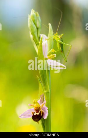 Eine lebendige Szene mit einer Ophrys apifera, auch bekannt als die Bienenorchidee, mit einer Heuschrecke, die zart auf ihren Blütenblättern thront und in einem üppigen grünen Unschärfe liegt Stockfoto