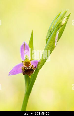 Ophrys apifera, auch bekannt als Bienenorchidee, aus nächster Nähe mit ihren lebhaften Farben und ihrer einzigartigen Struktur vor einem weichen, verschwommenen natürlichen Rücken Stockfoto