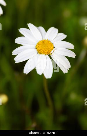 Ein einzelnes, zartes weißes Gänseblümchen mit leuchtendem Gelb hebt sich vor einem unscharfen grünen Hintergrund hervor und fängt das Wesen von Einfachheit und nat ein Stockfoto