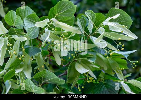 Blumen und Früchte von Linde, Europäische Limette, Tilia Stockfoto