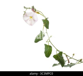 Feldweed (Convolvulus arvensis). AUCH BEKANNT ALS kleiner Bindweed, europäischer Bindweed, Wind, ewige Morgenruhm, kriechende jenny & Possession Rebe Stockfoto