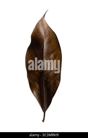 Magnolienblatt. Oberseite eines braunen Blattes der südlichen Magnolie (Magnolia grandiflora). Hochauflösender, isolierter weißer Hintergrund Stockfoto