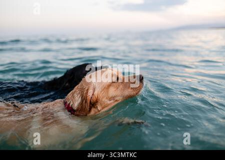 Zwei Blindenhunde schwimmen friedlich im ruhigen Meer, ihre Gesichter spiegeln Zufriedenheit und Konzentration wider, während sie durch die sanften Wellen navigieren. Die heitere Szene evo Stockfoto