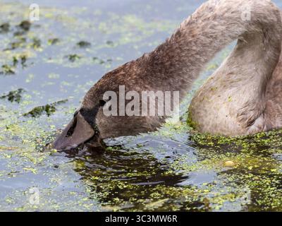 Stummer Schwan Cygnus olor cygnet Fütterung von Entenweed in einem Entwässerungskanal, Ham Wall RSPB Reserve, Avalon Marshes, Somerset Levels and Moors, Somerset, EN Stockfoto