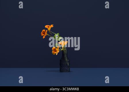 Eine markante Kapuzinerkresse in einer Vase mit leuchtenden orangefarbenen Blüten vor einem kräftigen dunkelblauen Hintergrund. Das minimalistische Design hebt die Pflanze hervor.“ Stockfoto