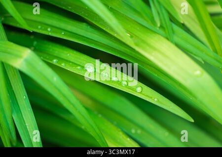 Nahaufnahme frischer, grüner Hemerocallis-Blätter mit glitzernden Tautropfen. Die minimalistische Aussicht unterstreicht die unberührte Schönheit der Natur und die tran Stockfoto