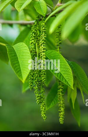 Detaillierte Aufnahme von Walnussbaum (Juglans regia) mit üppig grünen Blättern und charakteristischen, langen Katzetten, die anmutig hängen und die lebendige Pflanze zeigen Stockfoto