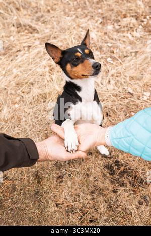 Die Menschen teilen einen freudigen Moment mit ihrem Basenji-Hund in einem Park. Die Szene fängt die Essenz von Gesellschaft und Outdoor-Spaß ein, während sie ein sonniges d genießen Stockfoto