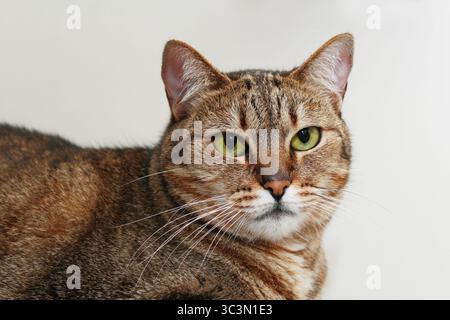 Klassische braune Kurzhaarkatze, die in die Kamera schaut. Nahaufnahme einer Hauskatze mit gelben Augen. Niedliches Haustier isoliert. Stockfoto