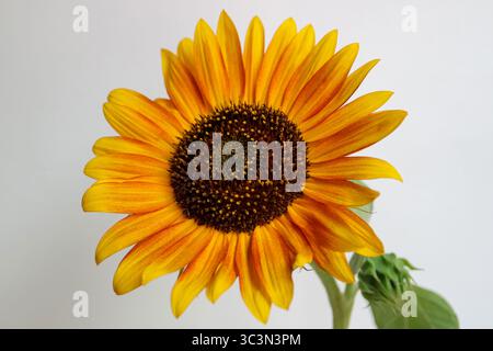 Sonnenblume Herbst Schönheit mit Knospen, Helianthus, Sonnenblume mit gelben, gebrannten Orangen- und Goldblättern, dunkle Staubblätter und Samen, Gemeine Sonnenblume, Stockfoto