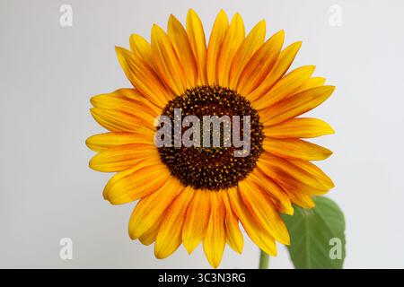 Sonnenblume Herbst Schönheit mit Knospen, Helianthus annuus, Sonnenblume mit gelben, gebrannten Orangen- und Goldblättern, dunkle Staubblätter und Samen, Gemeinsame Sonnenblume, Stockfoto