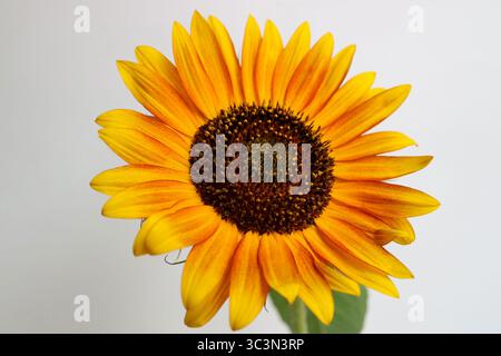 Sonnenblume Herbst Schönheit mit Knospen, Helianthus annuus, Sonnenblume mit gelben, gebrannten Orangen- und Goldblättern, dunkle Staubblätter und Samen, Gemeinsame Sonnenblume, Stockfoto