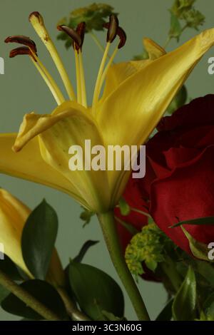 Nahaufnahme, Seitenansicht einer gelben, blühenden Taglilienblume, roten Rosen und Hound's Oar in einem Blumenstrauß Stockfoto