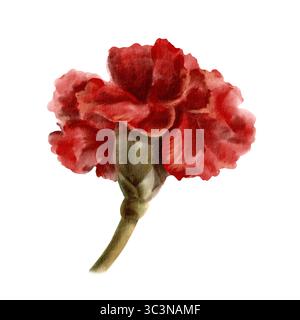 Rote Nelkenblume als Symbol der portugiesischen Revolution am 25. April 1974, Symbol der Freiheit vom totalitären Regime im isolierten Staat Stockfoto