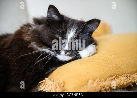 Nahaufnahme einer schwarzen und weißen Katze, die friedlich auf einem weichen gelben Kissen schläft Stockfoto