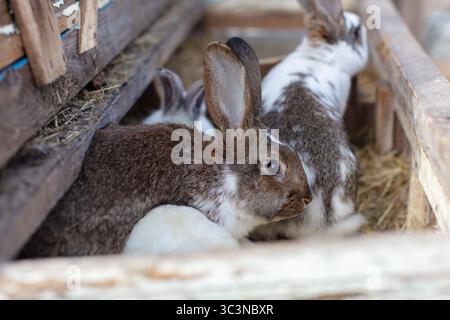 Zwei gesprenkelte Kaninchen in Holzkisten. Stockfoto