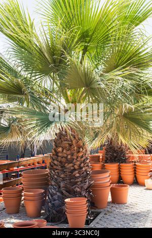 Hohe Palmen werfen Schatten über ordentlich gestapelten Terrakottatöpfen, die am Fuß in einem Gartencenter angeordnet sind. Stockfoto