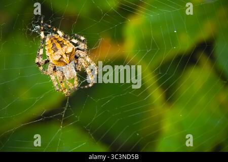 Die große europäische Gartenspinne, auch bekannt als Kreuz-Orbweaver, sitzt in der Mitte ihres komplexen geometrischen Netzes mit grünem Laubgrund. Die Stockfoto