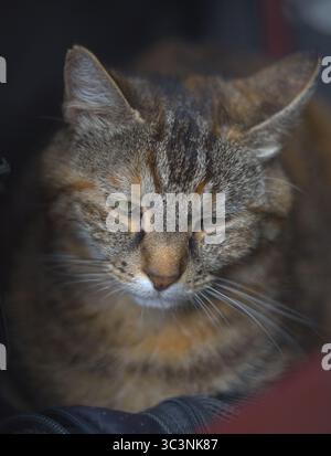Eine Katze, die schläft Stockfoto