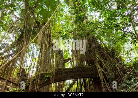Drachenbrücke im Affenwald-Schutzgebiet, Ubud, Bali, Indonesien Stockfoto