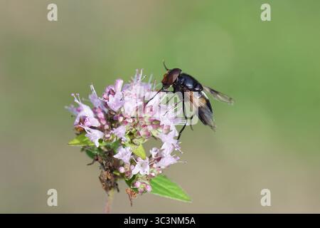 Männliche schwebfliege, Pellucidfliege (Volucella pellucens) an Blüten des süßen Marjorums (Origanum). Juli, Sommer, Niederlande Stockfoto