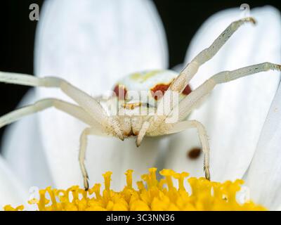 Makrofoto mit einer detaillierten Ansicht einer Whitedeath Crab Spider, die auf einer Gänseblümchenblume thront. Stockfoto