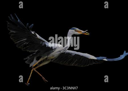 Graureiher, Ardea cinerea, Graureiher Stockfoto