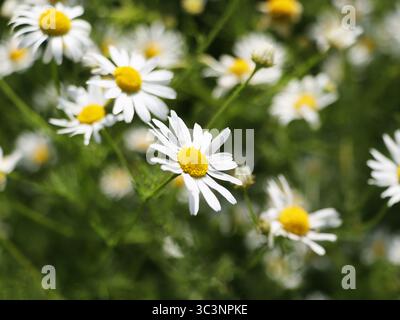 Grünes Feld mit weißen Gänseblümchen oder Kamillenblüten Stockfoto