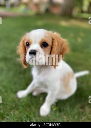 Cavalier King Charles Spaniel Welpen Stockfoto