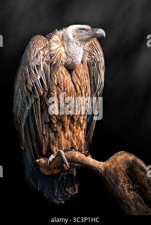 Majestätischer Gänsegeier auf einem Baumzweig mit detailliertem braunem Gefieder und dunklem Hintergrund, Nahaufnahme Tiervogelporträt in natürlichem Licht. Stockfoto