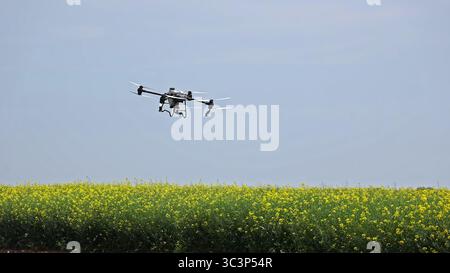 Landwirtschaftliche Drohne fliegt über blühendes Rapsfeld. Luftdrohne schwebt über einem leuchtenden gelben Rapsfeld, das für die Präzisionslandwirtschaft und verwendet wird Stockfoto