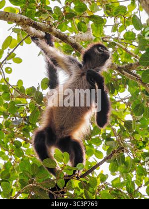 Yucatan Spinnenaffen (Ateles geoffroyi yucatanensis) im Lamanai Archaeological Reserve, Orange Walk District, Belize Stockfoto