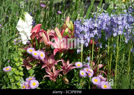 Im Frühling blühen in einem sonnigen Garten farbenfrohe Blumen, die rosa Lilien, weiße und blaue Blüten inmitten üppig grüner Laubpflanzen bezaubern. Stockfoto