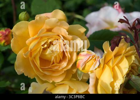 Gelbe Rosenblüten zeigen ihre mehrschichtigen Blütenblätter, umgeben von grünem Laub und Anklängen anderer Blüten in voller Blüte. Stockfoto
