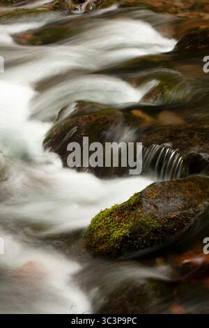 Cold Sping Creek entlang des Tamanawas Falls Trail, Mt. Hood National Scenic Byway, Mt Hood National Forest, Oregon Stockfoto
