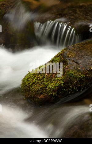 Cold Sping Creek entlang des Tamanawas Falls Trail, Mt. Hood National Scenic Byway, Mt Hood National Forest, Oregon Stockfoto