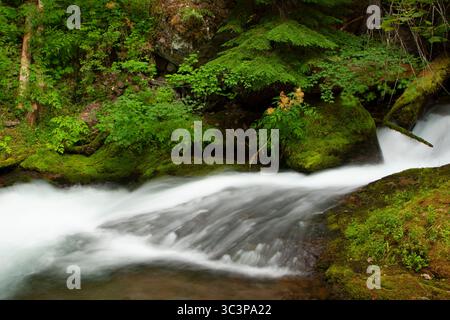 Cold Sping Creek entlang des Tamanawas Falls Trail, Mt. Hood National Scenic Byway, Mt Hood National Forest, Oregon Stockfoto