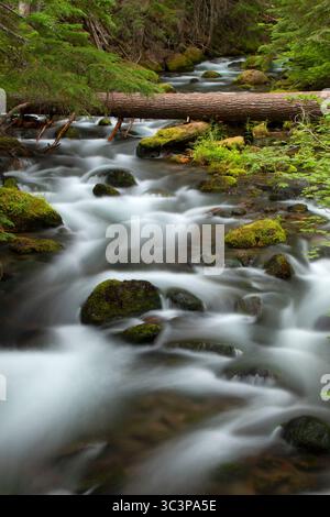 Cold Sping Creek entlang des Tamanawas Falls Trail, Mt. Hood National Scenic Byway, Mt Hood National Forest, Oregon Stockfoto