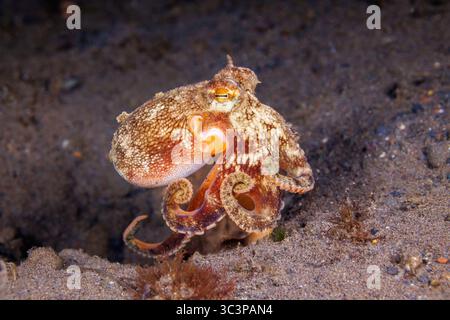 Der Kokosnuss-Oktopus, Amphioctopus marginatus, ist auch bekannt als der Aderkraken auf Bali, Indonesien. Dieser clevere Kopffüßer hält Kokosnussschalen und Stockfoto