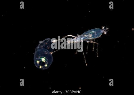 Dieses Bild wurde eine halbe Meile vor der Insel Bali bei einem schwarzwasser-Nachttauchgang mit dem Boden von mehr als 1500 Fuß darunter aufgenommen. Die Krabbe hat zwei Jell gefangen Stockfoto
