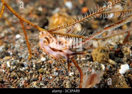 Donut Doto Nacktschnecke, Doto Greenamyeri, Eier auf ein Hydroid legen, Tulamben, Bali, Indonesien. Stockfoto