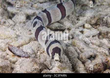 Dieses fesselnde Bild zeigt einen Sträfling-Schlangenaal, Leiuranus versicolor, der einen Korallenschutt vor der Insel Guam in der Philippinischen See erforscht Stockfoto